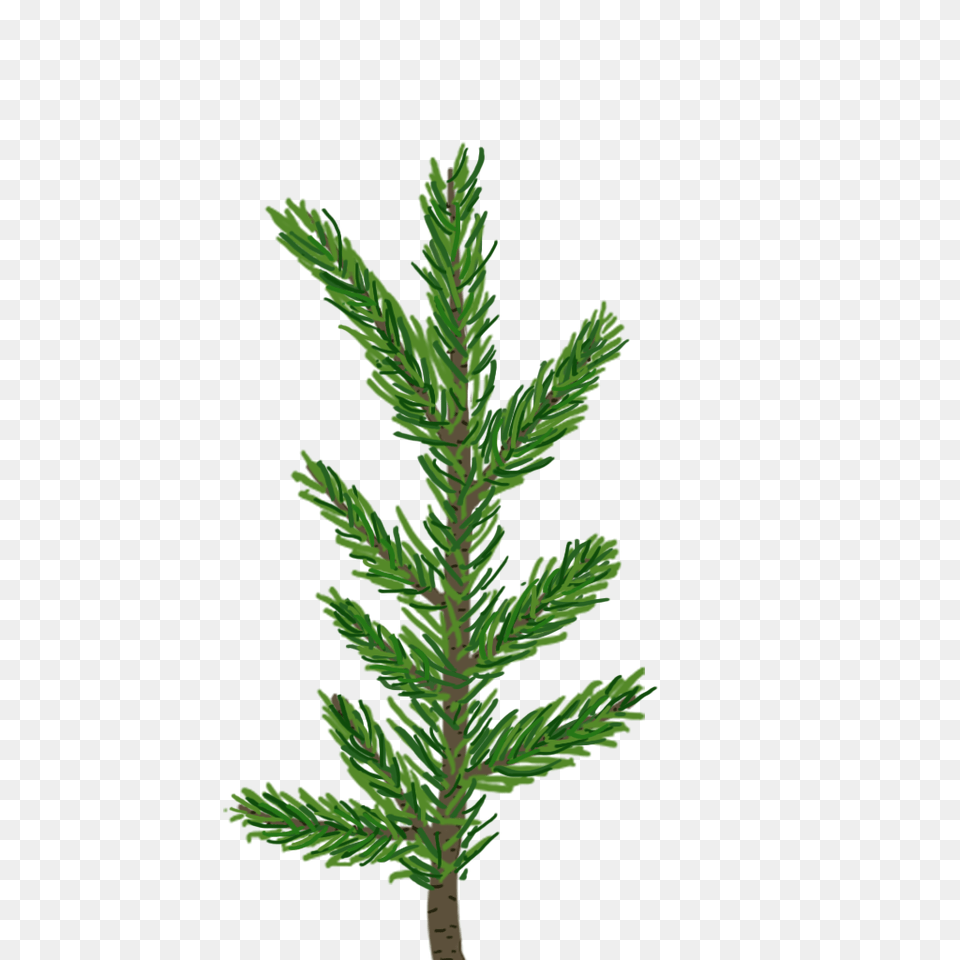 Creating A Pine Tree In Unity, Conifer, Grass, Green, Leaf Free Png