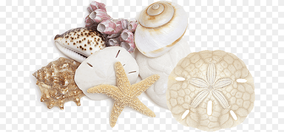 Creating Beautiful Splashes Since Seashell, Animal, Invertebrate, Sea Life, Clam Free Png
