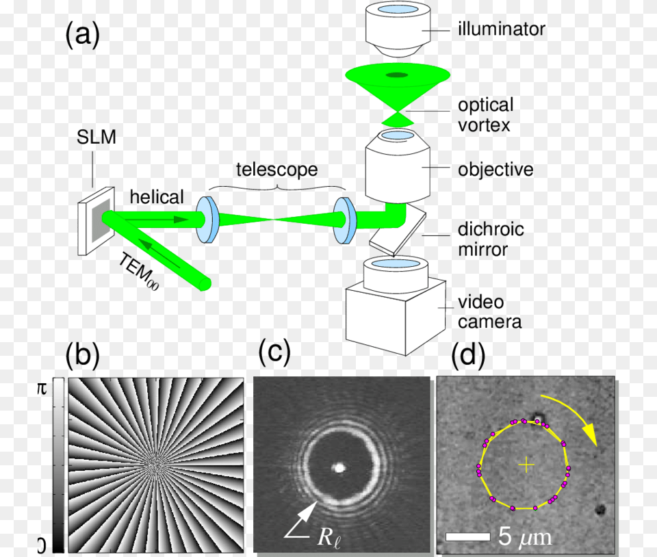 Creating Optical Vortices With Dynamic Holographic Optical Vortices Png