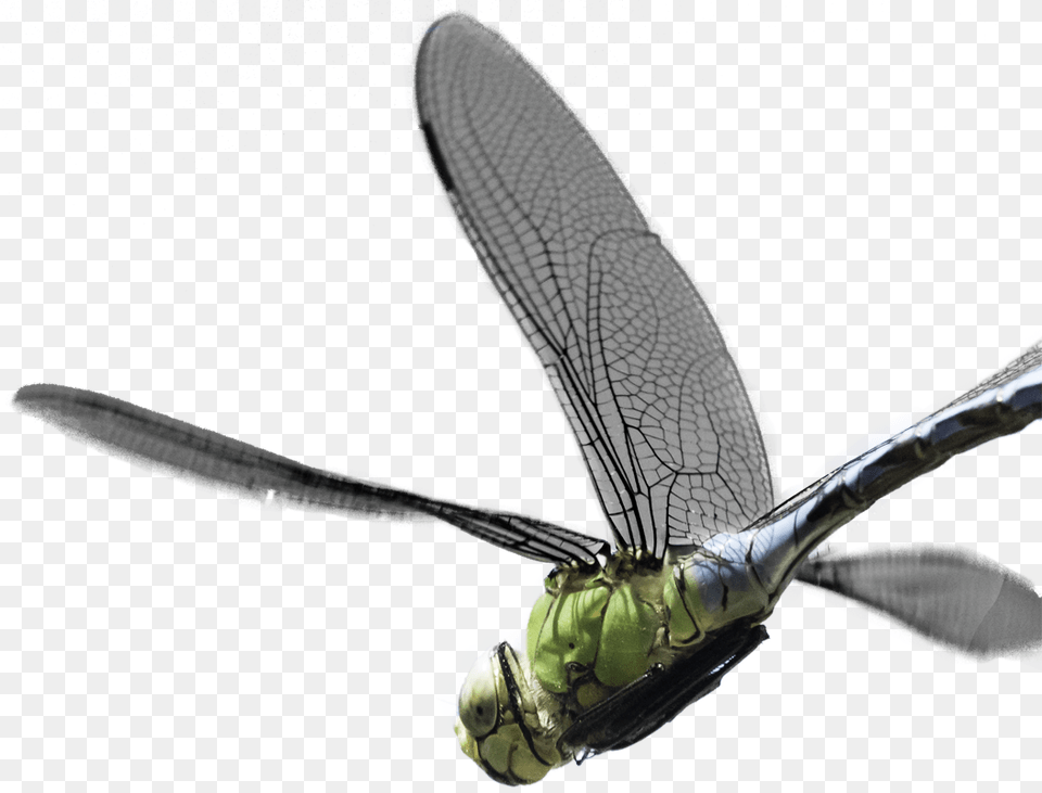 Creating Visuals And Soundscapes Hawker Dragonflies, Animal, Dragonfly, Insect, Invertebrate Free Transparent Png