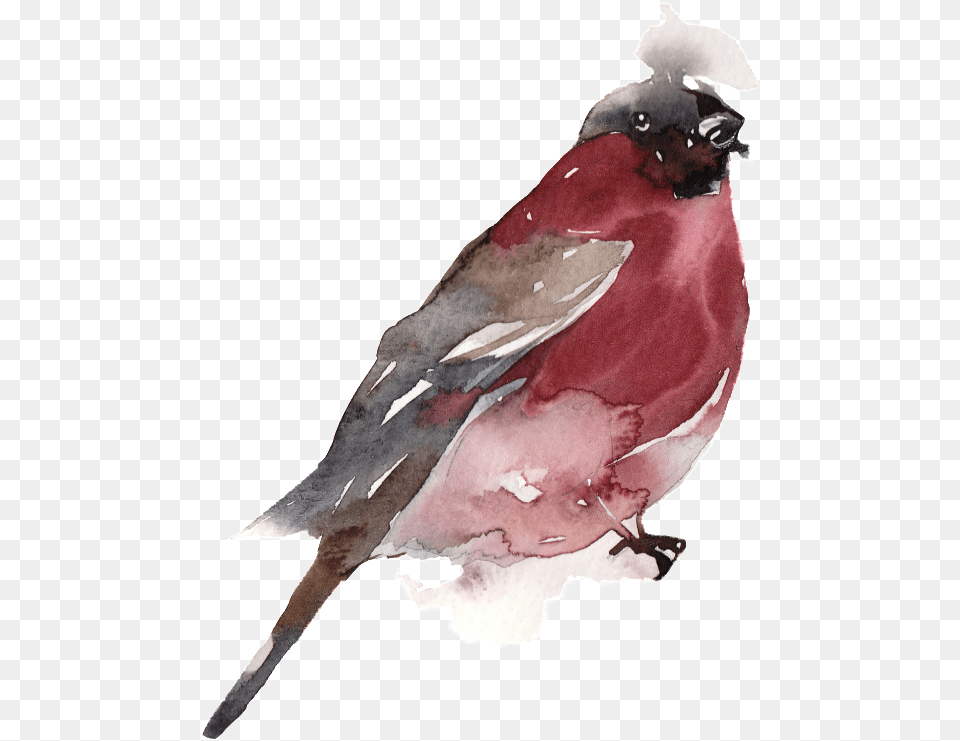 Creative Bird Water Ink Painting Transparent Watercolor Old World Flycatcher, Animal, Finch, Fish, Sea Life Free Png