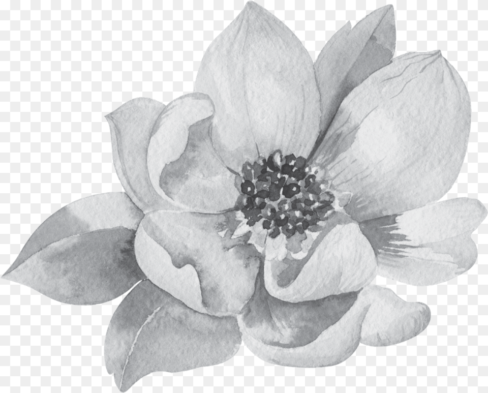 Creative Portfolio Magnolia Rose Company Watercolor Magnolia Clipart, Anemone, Flower, Petal, Plant Png Image