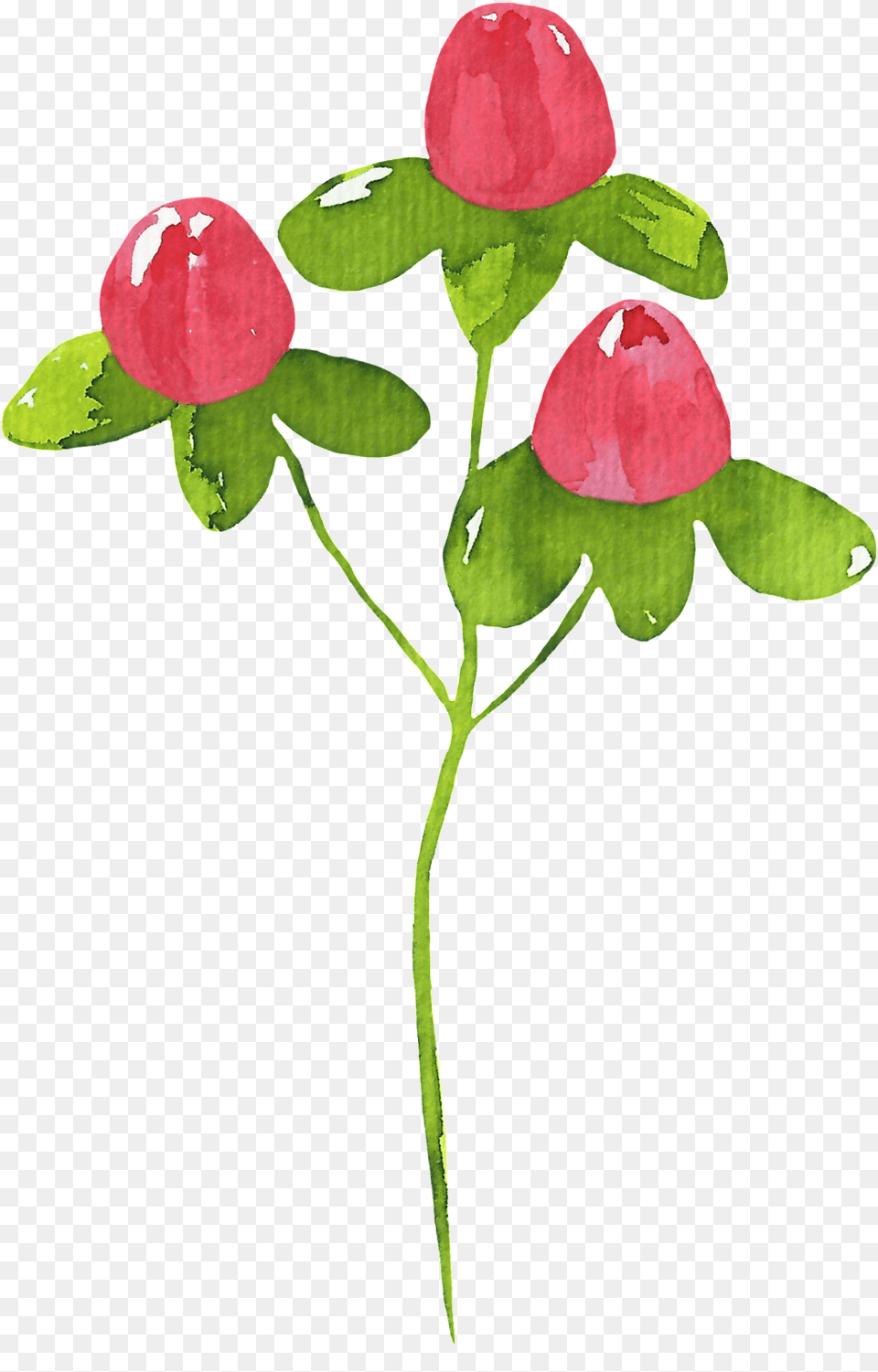 Creative Watercolor Plant Cartoon Dibujo Planta, Flower, Leaf, Petal, Rose Free Transparent Png