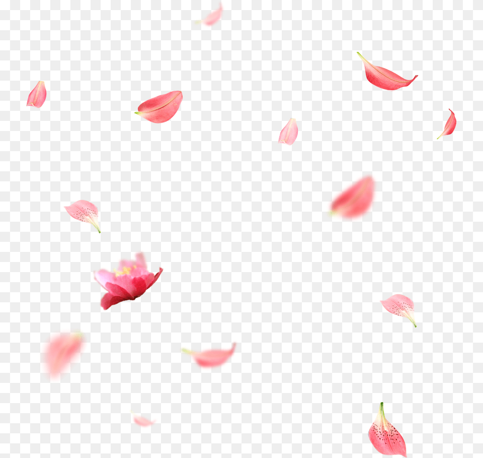 Creative Wedding Petals Falling Download Cherry Blossom Petals, Flower, Petal, Plant, Art Png