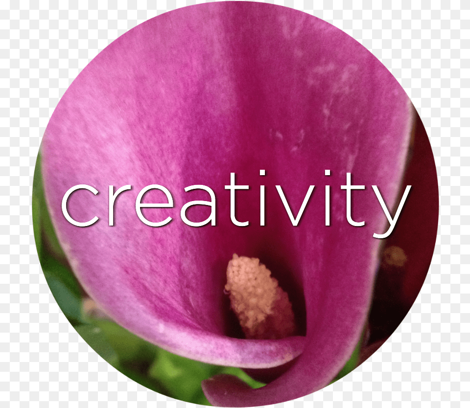 Creativity Purple Calla Lily Flower Essence Lilac, Petal, Plant, Face, Head Free Png