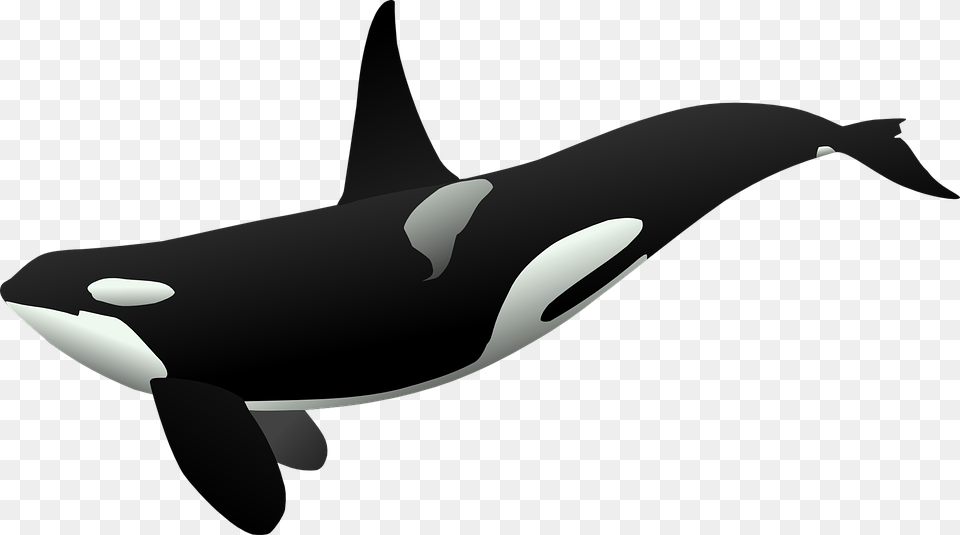 Creature Clipart Mammal, Animal, Sea Life, Orca, Whale Png Image