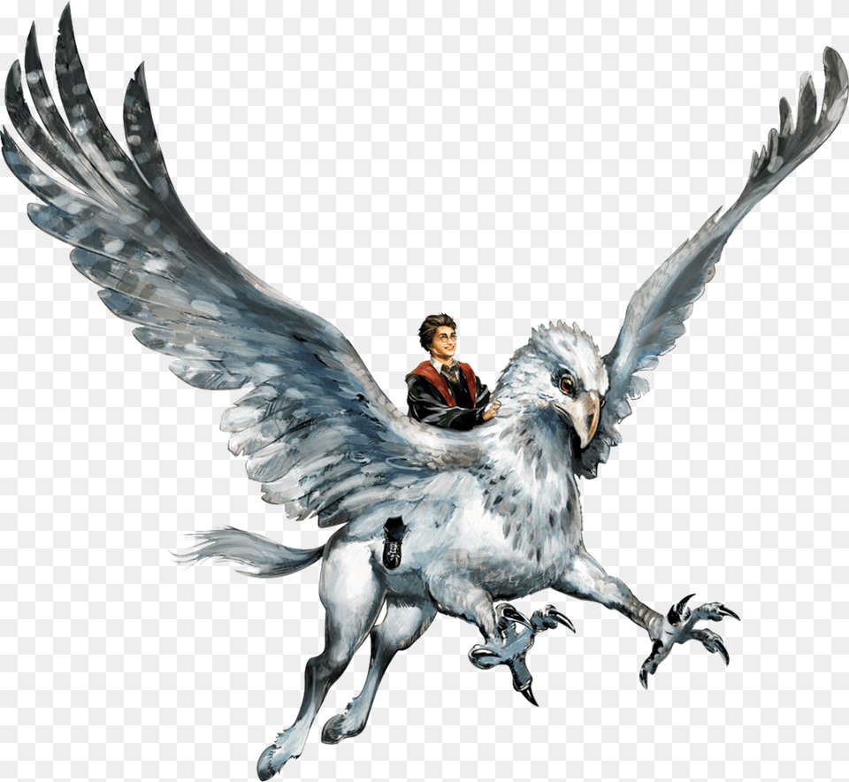 Creatures Harry Potter Images Posters Photos, Animal, Bird, Adult, Female Free Png Download