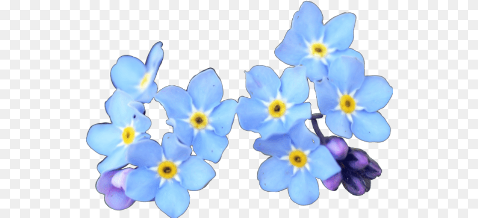 Credit If Use Flowers Blueflowers Blueflower Flo Flower, Petal, Plant, Anther, Anemone Free Transparent Png