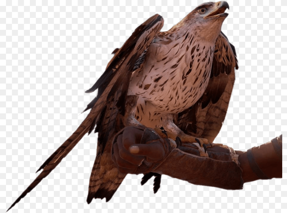 Creed Origins Eagle, Animal, Beak, Bird, Kite Bird Free Png