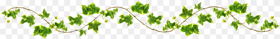 Creeper Plant Vines, Vine, Tree, Leaf, Green Png Image
