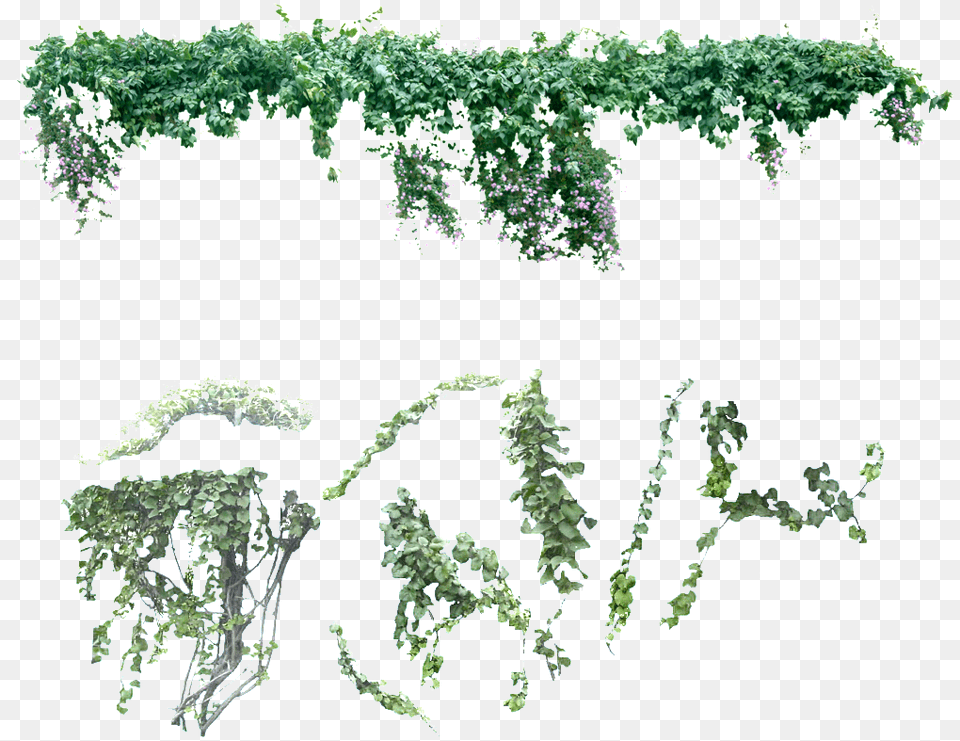 Creepers, Plant, Vine, Ivy Png