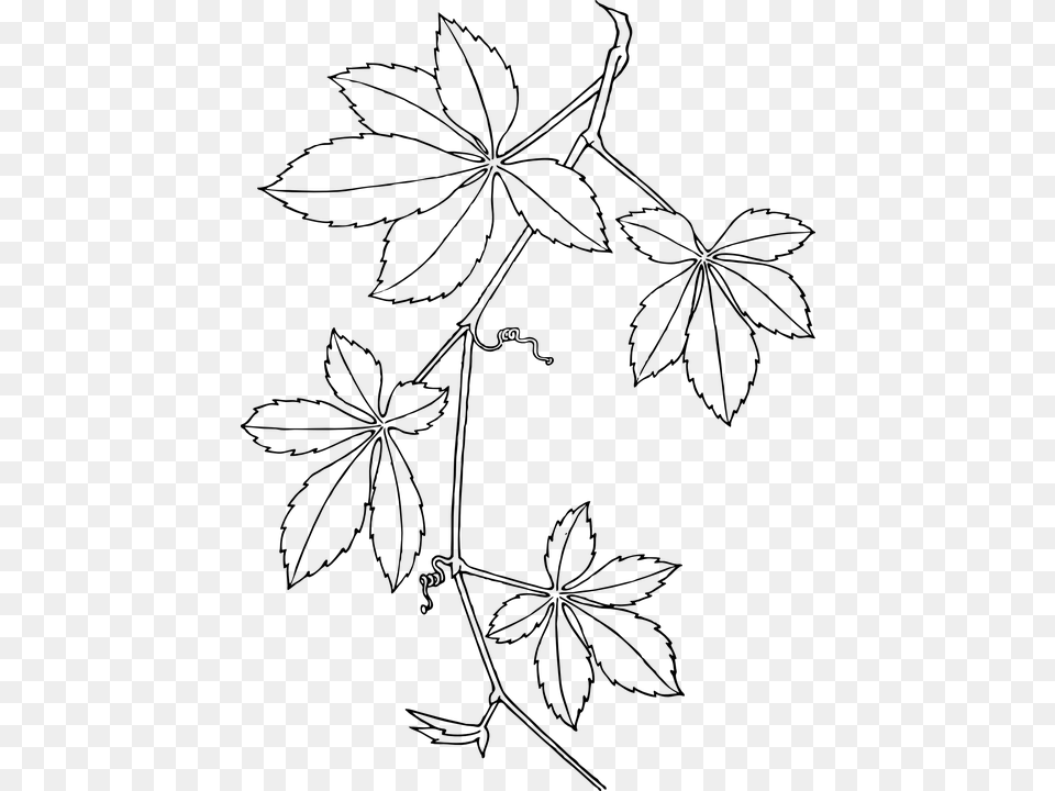 Creepers Leaves Vines White Plant Branch Dotted Virginia Creeper, Gray Free Png