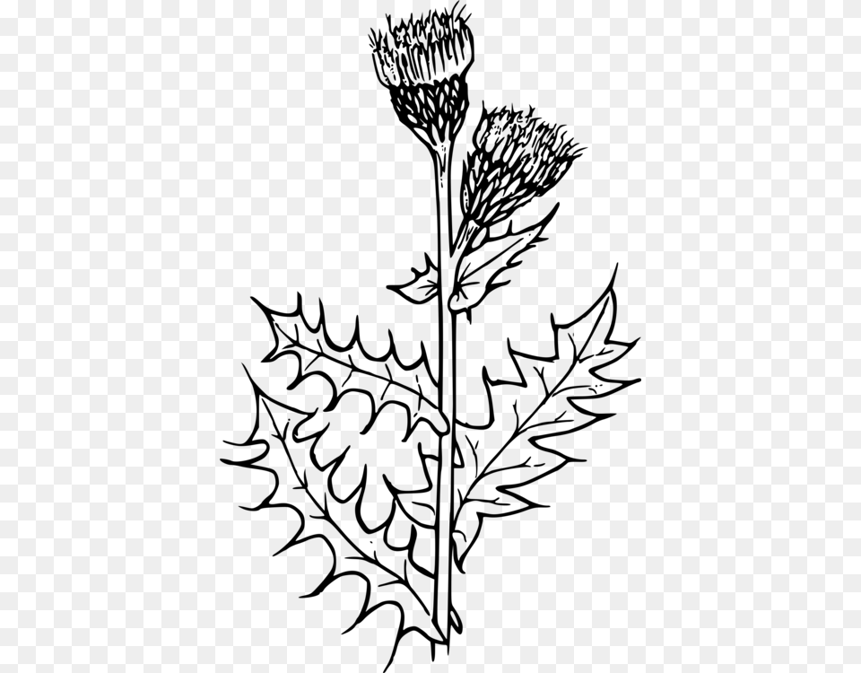 Creeping Thistle Drawing Flower Milk Thistle Thistle Black And White, Gray Free Transparent Png
