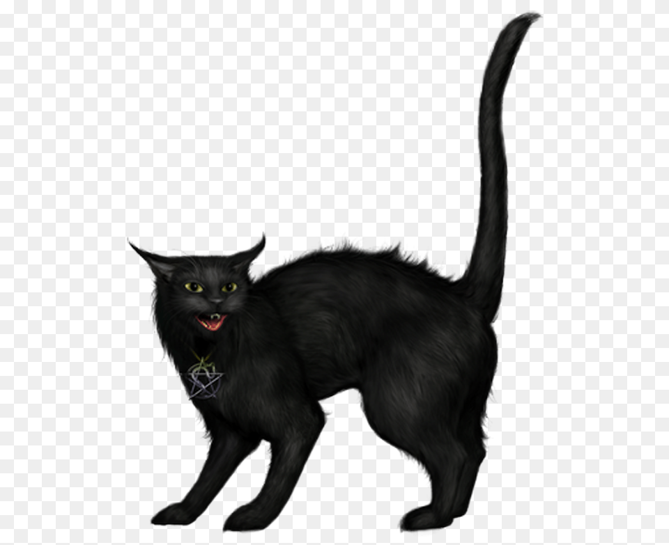 Creepy Black Cat, Animal, Black Cat, Mammal, Pet Free Png