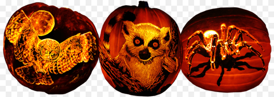 Creepy Critter Pumpkins Jack O Lantern, Animal, Bird, Chicken, Fowl Free Png Download