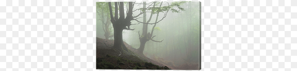 Creepy Forest With Scary Trees Canvas Print Pixers Grosse Werke Grosse Stimmen Die Judenbuche Annette, Fog, Weather, Outdoors, Nature Png