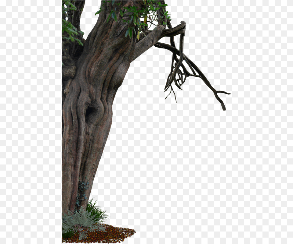 Creepy Old Tree Tree Old, Plant, Tree Trunk, Wood, Potted Plant Png