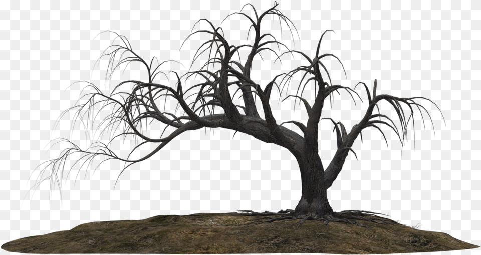 Creepy Tree, Plant, Wood, Outdoors, Nature Free Transparent Png