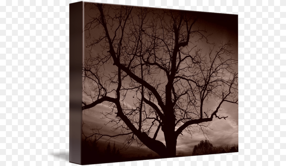 Creepy Tree By Jeffrey S Nuckols Silhouette, Tree Trunk, Plant, Outdoors, Nature Free Transparent Png