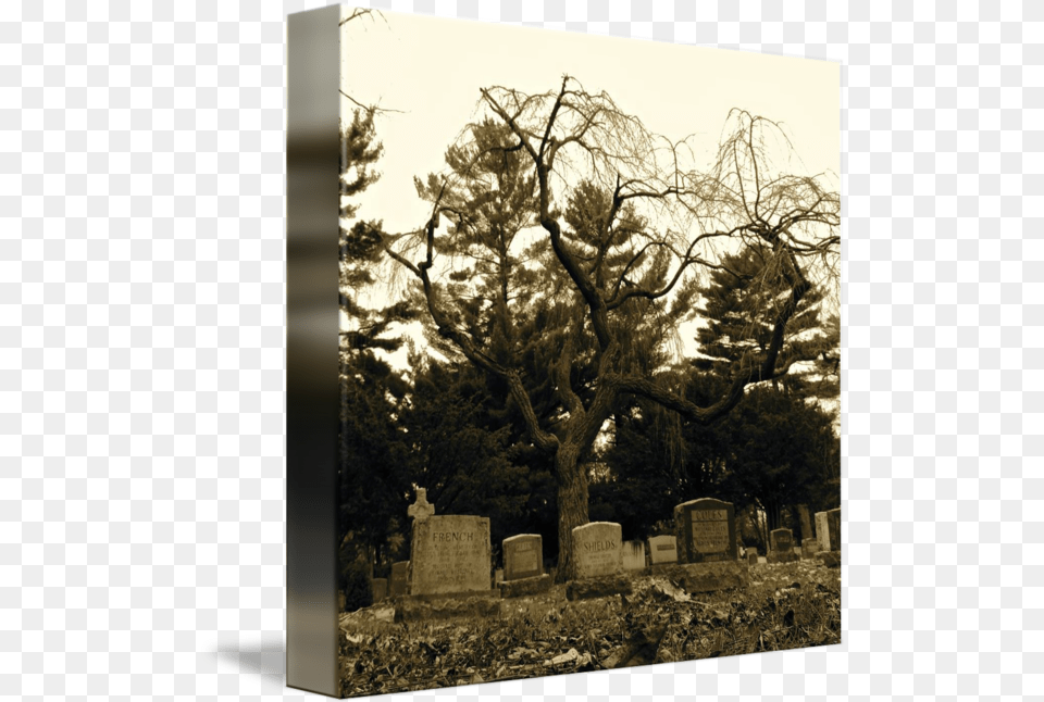 Creepy Tree By Simonne Defend Cemetery, Tomb, Plant, Gravestone, Graveyard Png Image