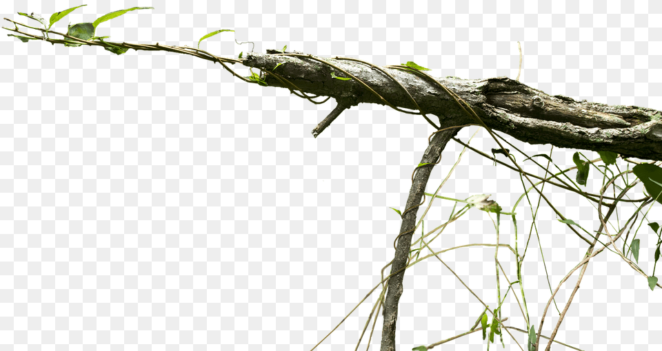 Creepy Vines, Plant, Tree, Leaf, Wood Free Png