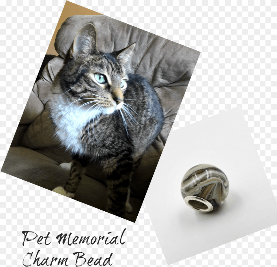 Cremation Beads Charm Bead With Ashesclass Lazyload Tabby Cat, Sphere, Furniture, Couch, Mammal Free Transparent Png