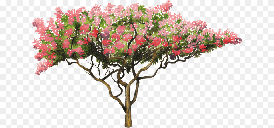 Crepe Myrtle Tree, Plant, Art, Painting, Flower Free Png Download