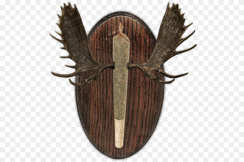 Cresco Small, Armor, Shield, Animal, Insect Free Transparent Png