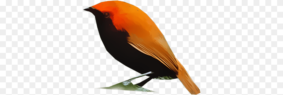 Crested Bird Of Paradise Feather, Animal, Finch, Blackbird, Fish Png Image