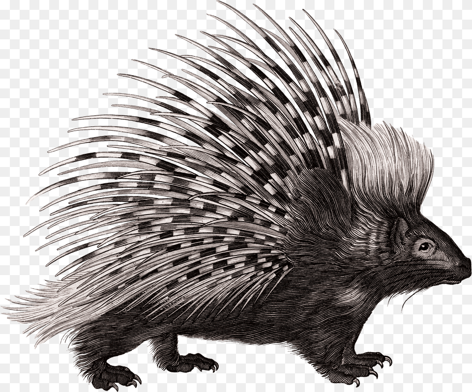 Crested Porcupine Rodent Zoological Lectures Delivered Porcupine Illustration, Animal, Mammal, Fish, Sea Life Png Image