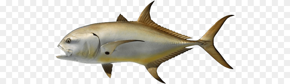 Crevalle Jack, Animal, Fish, Sea Life, Tuna Free Png Download