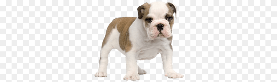 Criadores De Bulldogs Ingls English Bulldog Puppy, Animal, Canine, Dog, Mammal Free Png
