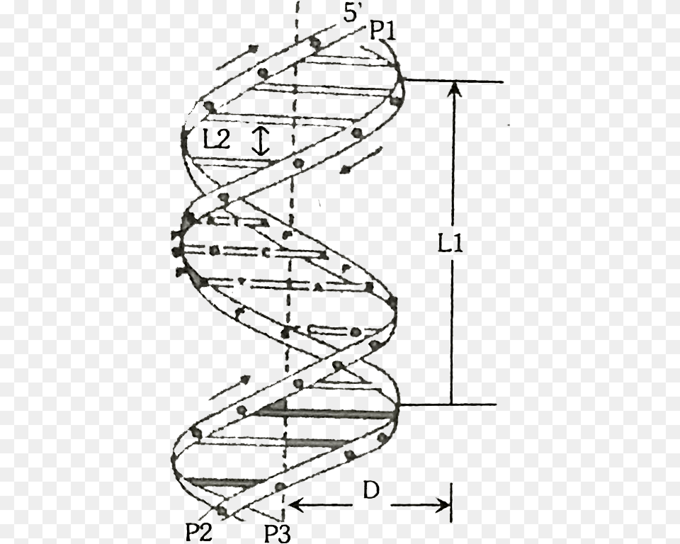 Crick Model Of Dna, Coil, Spiral, Cad Diagram, Diagram Free Png