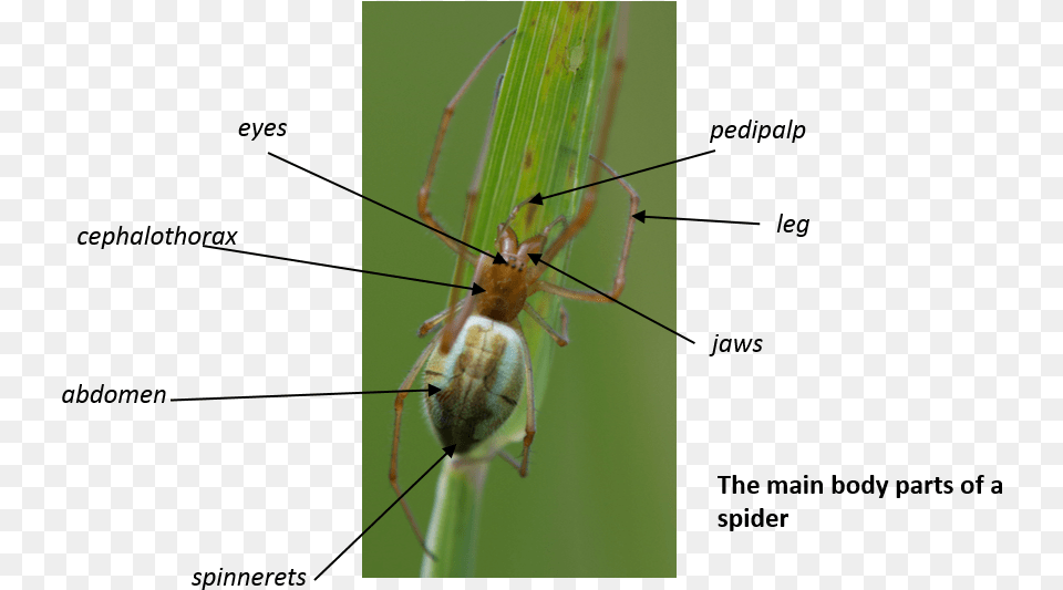 Cricket, Animal, Garden Spider, Insect, Invertebrate Free Png Download