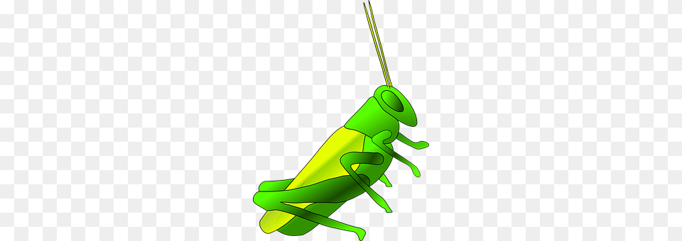 Cricket Animal, Invertebrate, Insect, Grasshopper Free Png Download