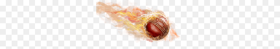 Cricket, Sphere, Accessories, Ornament Png