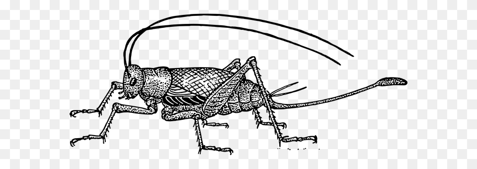 Cricket Gray Free Png