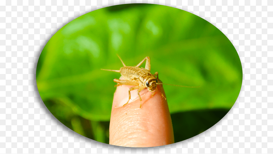Cricket, Animal, Body Part, Cricket Insect, Finger Png Image