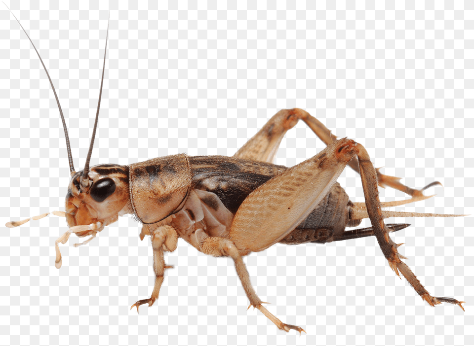 Cricket Bug, Animal, Cricket Insect, Insect, Invertebrate Free Png Download