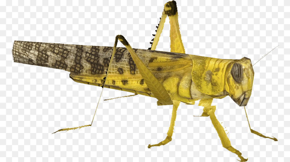 Cricket Bug Yellow Locust, Animal, Grasshopper, Insect, Invertebrate Free Png