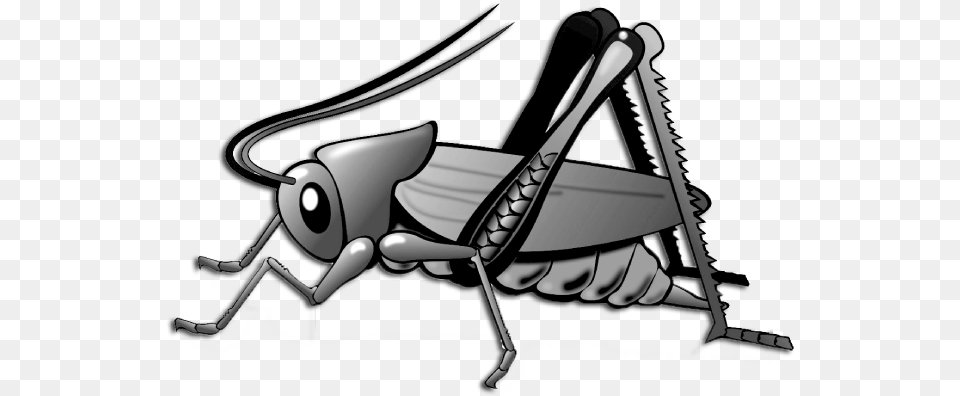 Cricket Clip Art Cricket Bug, Animal, Grasshopper, Insect, Invertebrate Png