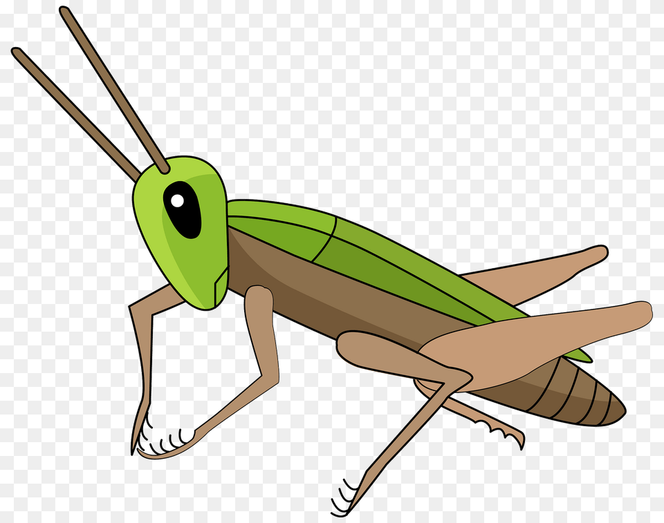 Cricket Clipart, Animal, Grasshopper, Insect, Invertebrate Png Image