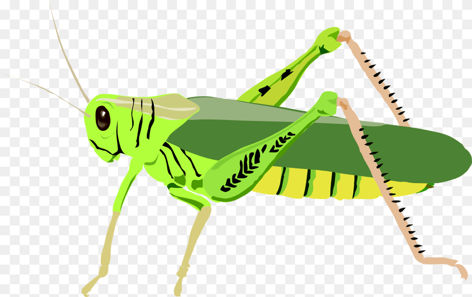 Cricket Clipart, Animal, Grasshopper, Insect, Invertebrate Free Png