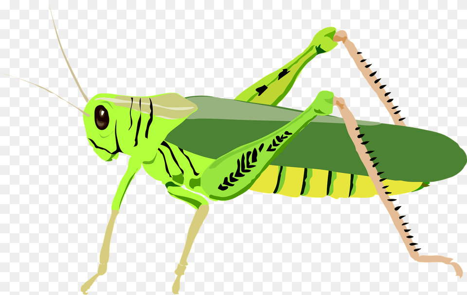 Cricket Clipart, Animal, Grasshopper, Insect, Invertebrate Free Transparent Png