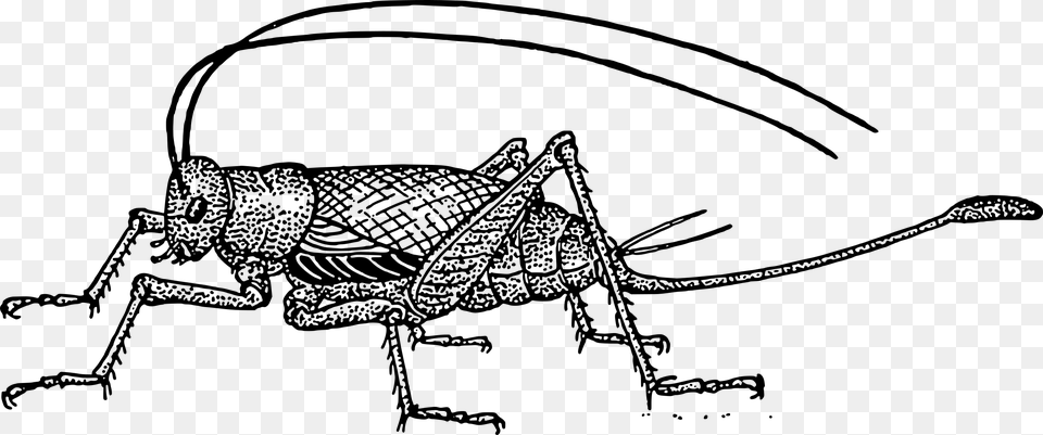Cricket Clipart Black And White Characteristics Of Crickets, Gray Free Png Download