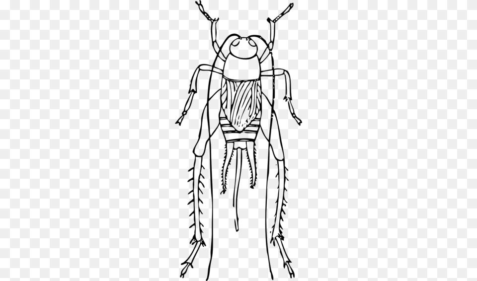 Cricket Cricket Outline, Gray Free Transparent Png