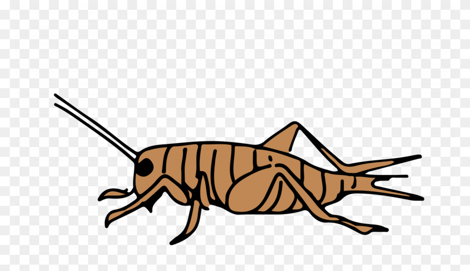 Cricket Information, Animal, Cricket Insect, Insect, Invertebrate Png Image