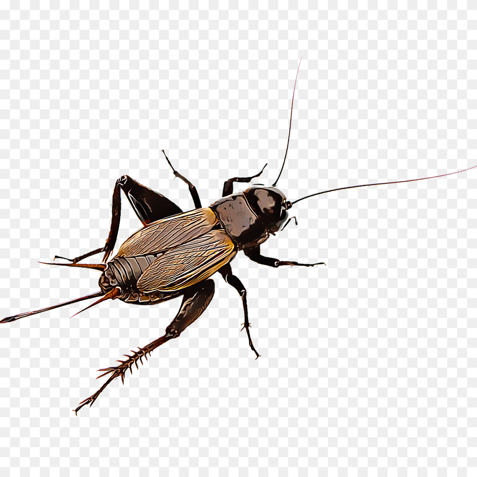 Cricket Insect, Animal, Cricket Insect, Invertebrate, Adult Png Image