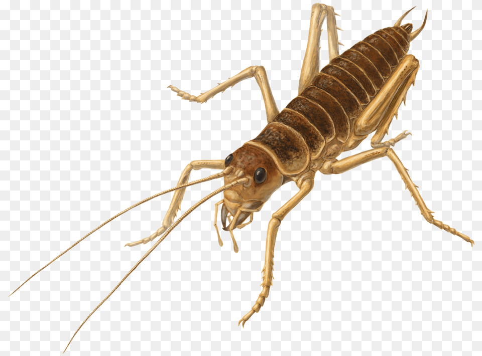 Cricket Insect, Animal, Cricket Insect, Invertebrate Free Png Download