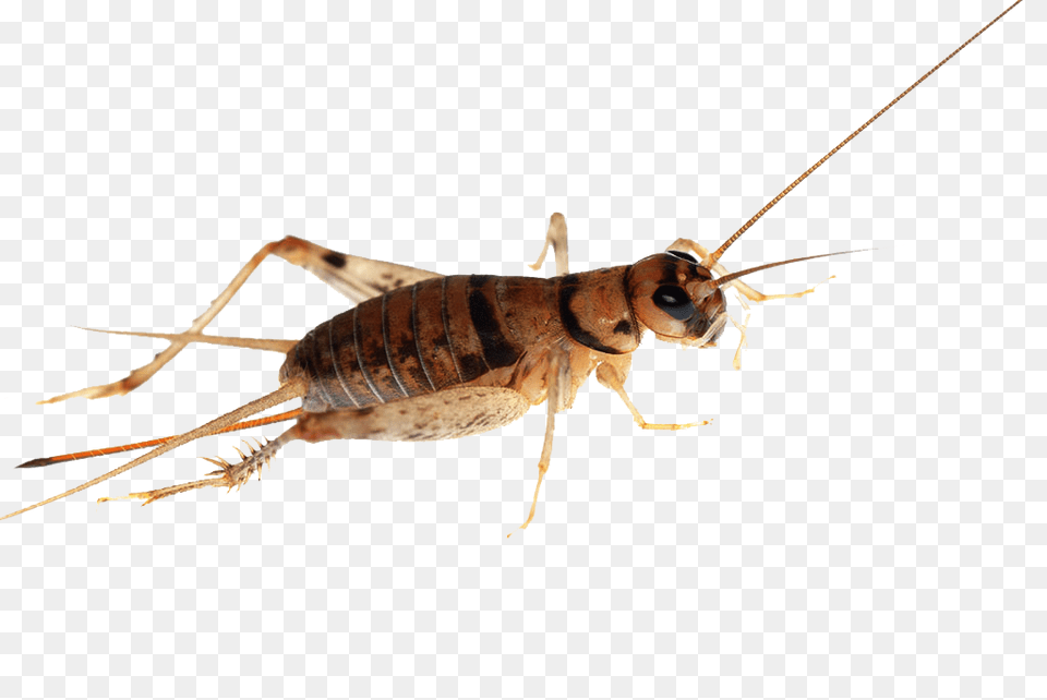 Cricket Insect, Animal, Cricket Insect, Invertebrate Png